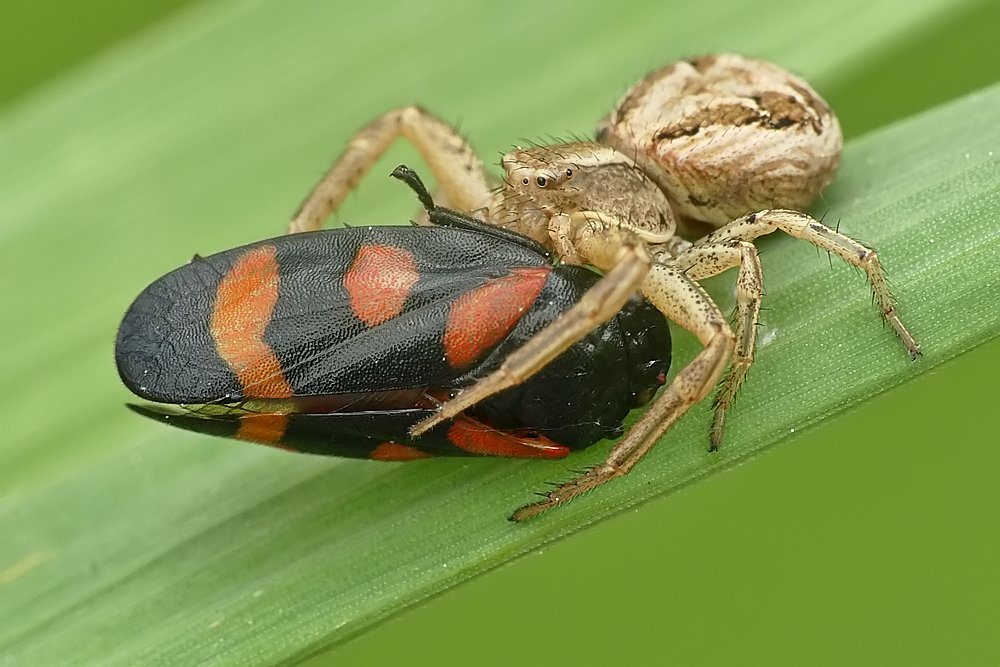 Nazwa:  bokochod09308cf.jpg
Wyświetleń: 213
Rozmiar:  111,5 KB