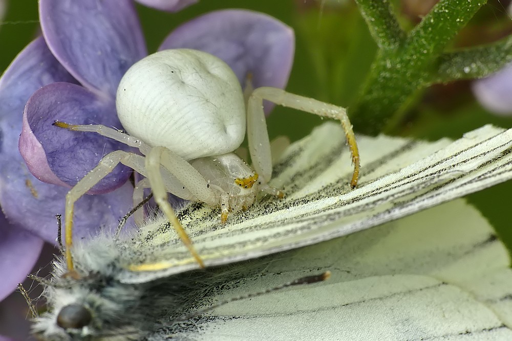 Nazwa:  kwietnik09490cf.jpg
Wyświetleń: 207
Rozmiar:  154,3 KB