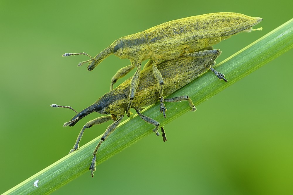 Nazwa:  kulczanki11886cf.jpg
Wyświetleń: 183
Rozmiar:  131,8 KB