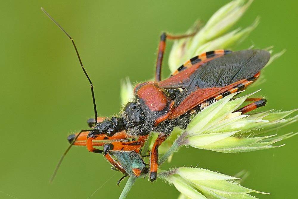 Nazwa:  srogon12378cf.jpg
Wyświetleń: 164
Rozmiar:  133,1 KB