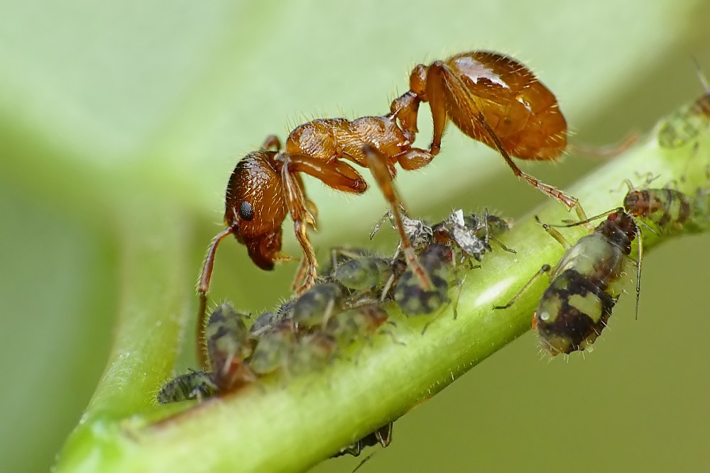 Nazwa:  mrowka29215cf.jpg
Wyświetleń: 188
Rozmiar:  105,6 KB