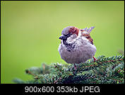 Kliknij obrazek, aby uzyskać większą wersję

Nazwa:	20180401_wrobel_002.jpg
Wyświetleń:	206
Rozmiar:	352,8 KB
ID:	199603