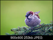 Kliknij obrazek, aby uzyskać większą wersję

Nazwa:	20180401_wrobel_001.jpg
Wyświetleń:	181
Rozmiar:	253,3 KB
ID:	199604