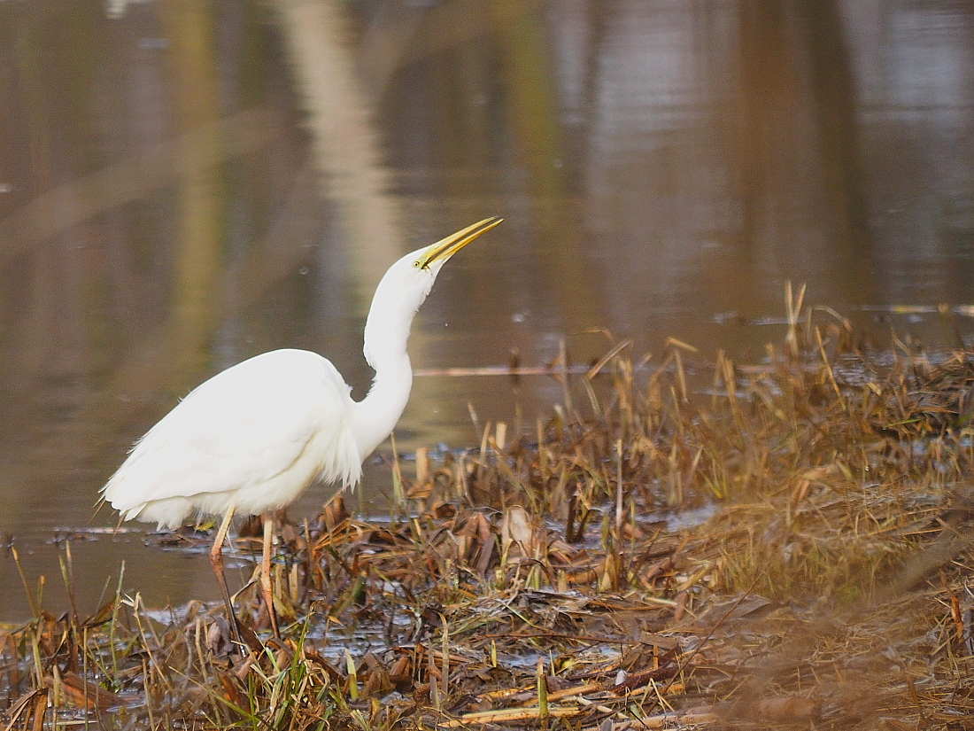 Nazwa:  P3311202_1.jpg
Wyświetleń: 196
Rozmiar:  541,8 KB