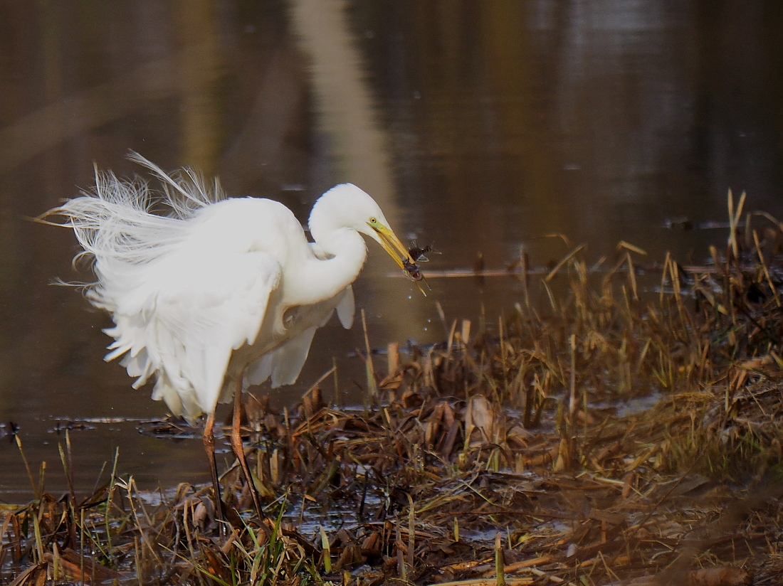 Nazwa:  P3311197_1.jpg
Wyświetleń: 195
Rozmiar:  442,0 KB