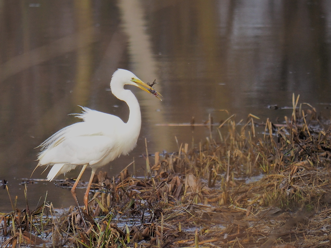 Nazwa:  P3311195_1.jpg
Wyświetleń: 193
Rozmiar:  451,9 KB