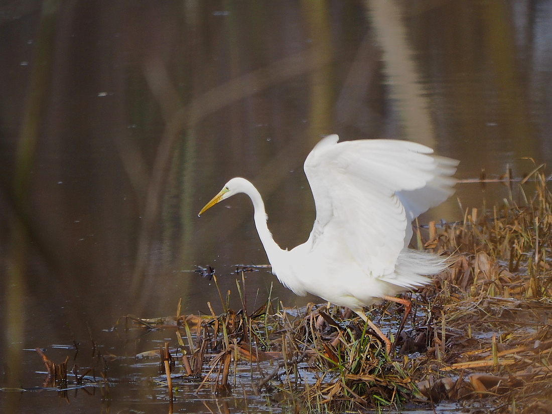 Nazwa:  P3311194_1.jpg
Wyświetleń: 195
Rozmiar:  430,1 KB