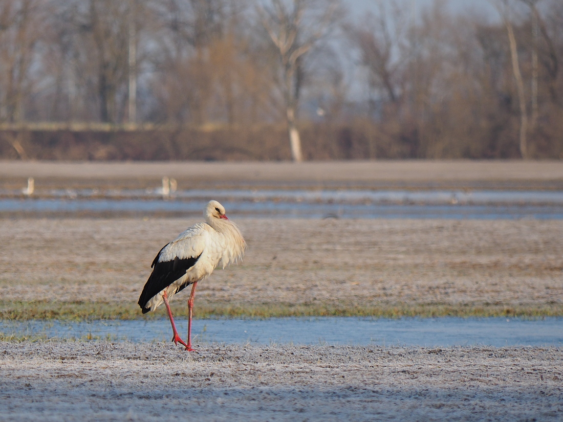 Nazwa:  P3311164_1.jpg
Wyświetleń: 249
Rozmiar:  431,6 KB