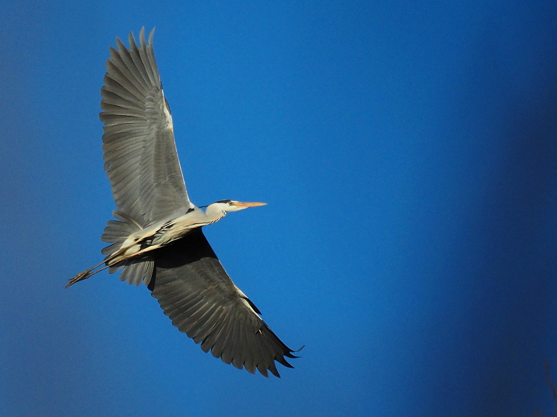 Nazwa:  P4080092_1.jpg
Wyświetleń: 290
Rozmiar:  383,9 KB