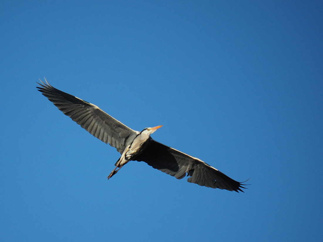 Nazwa:  P4080088_1.jpg
Wyświetleń: 291
Rozmiar:  326,0 KB