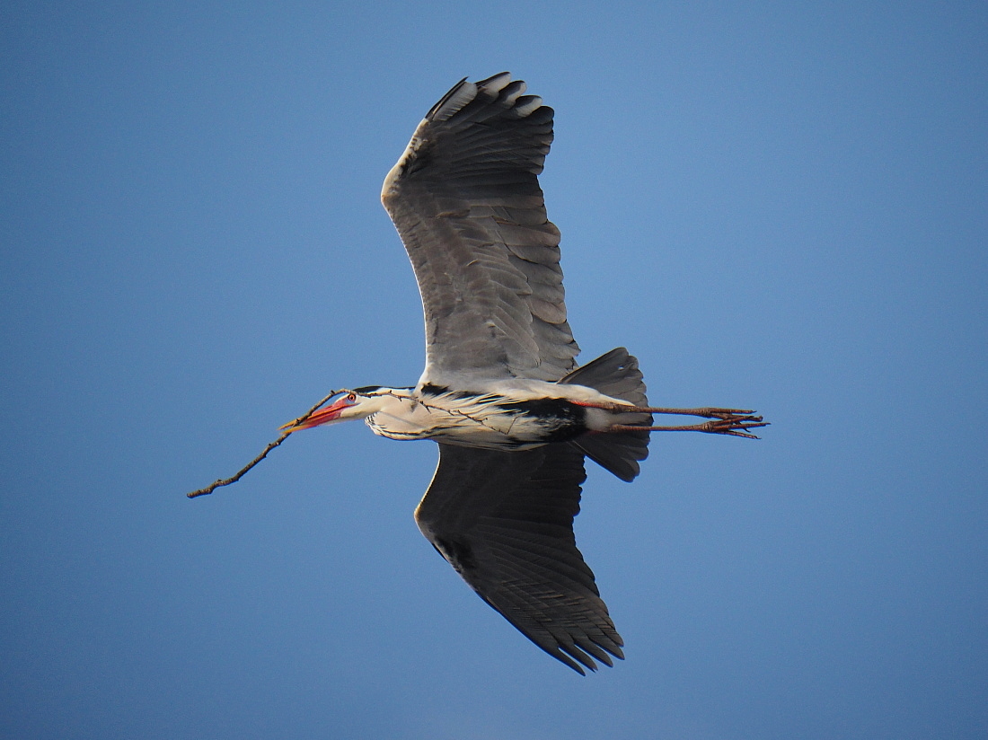 Nazwa:  P3301149_2.jpg
Wyświetleń: 296
Rozmiar:  329,6 KB