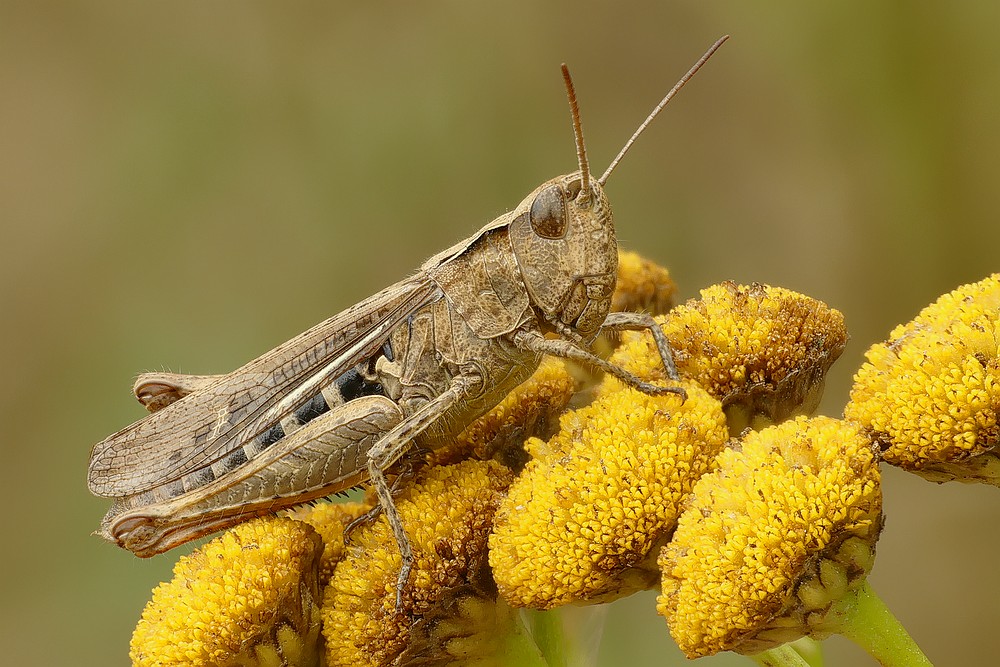 Nazwa:  konikP062832-11-30cs.jpg
Wyświetleń: 301
Rozmiar:  193,0 KB
