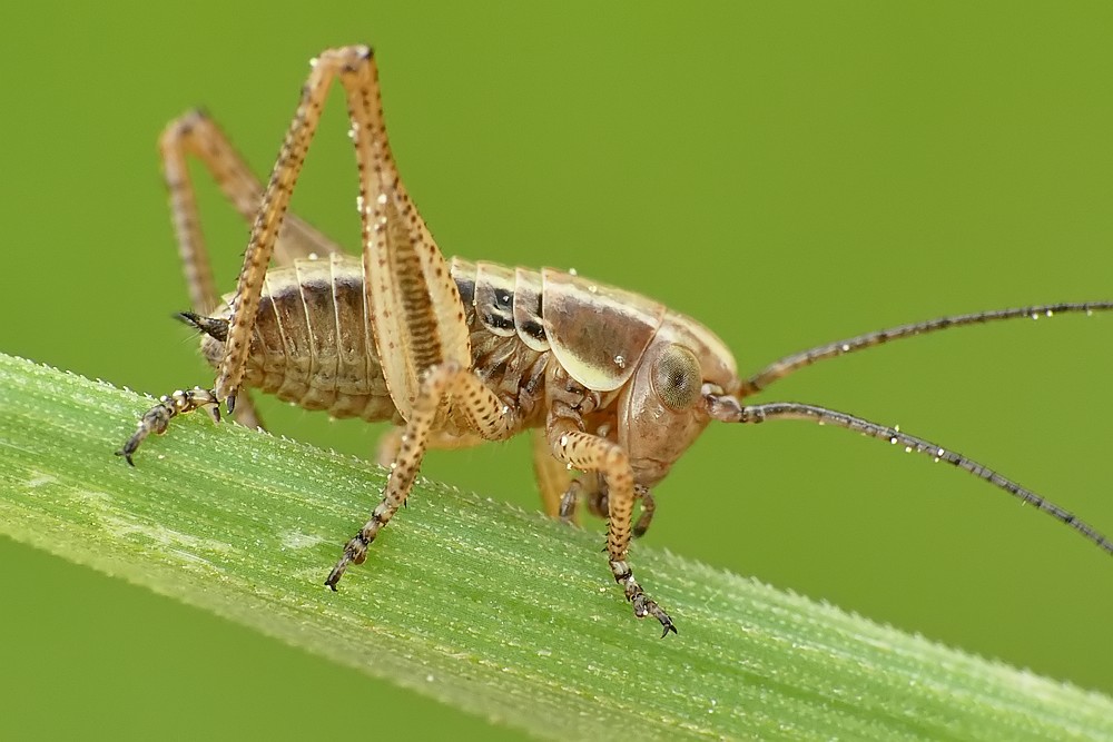 Nazwa:  pasikonik08904cf.jpg
Wyświetleń: 286
Rozmiar:  124,1 KB