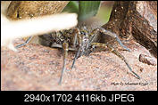 Kliknij obrazek, aby uzyskać większą wersję

Nazwa:	spider4a.jpg
Wyświetleń:	81
Rozmiar:	4,02 MB
ID:	200062