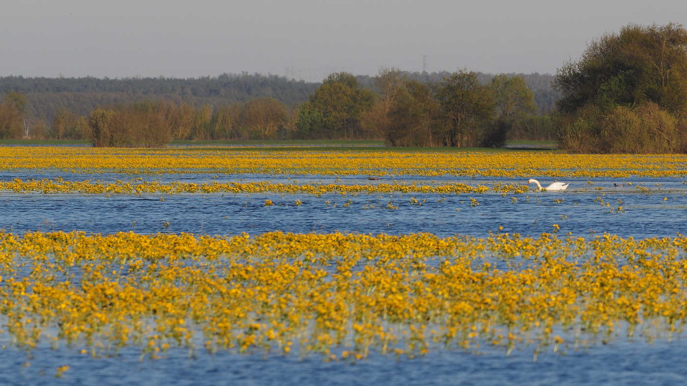 Nazwa:  P4210345_1.jpg
Wyświetleń: 233
Rozmiar:  707,0 KB