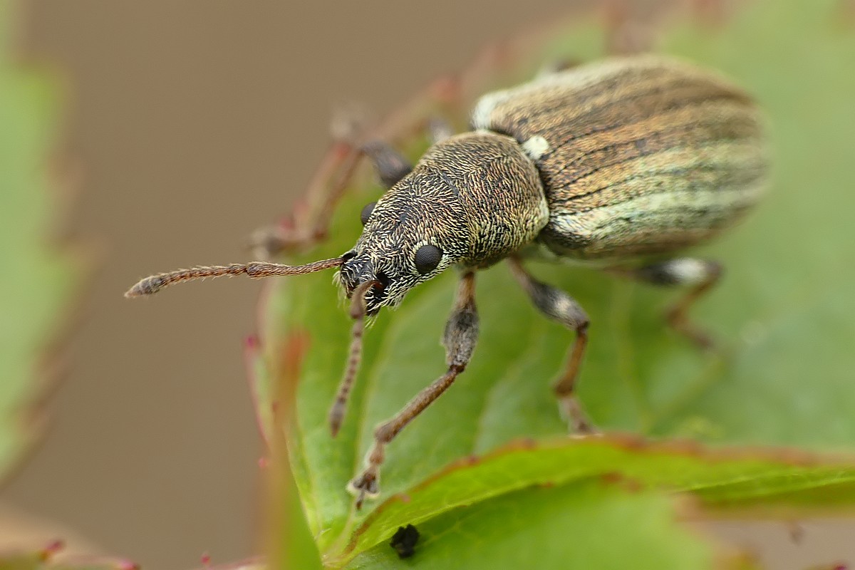 Nazwa:  opuchlak03691cf.jpg
Wyświetleń: 155
Rozmiar:  133,6 KB