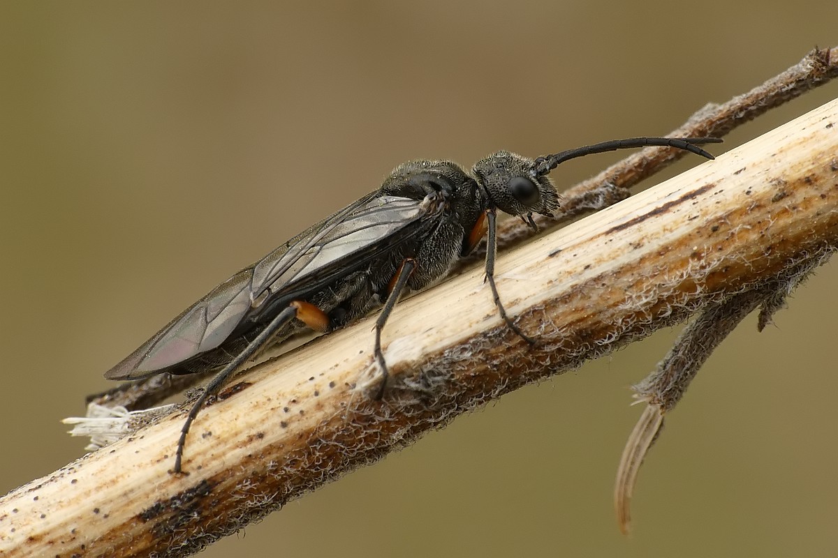 Nazwa:  plast03808cf.jpg
Wyświetleń: 172
Rozmiar:  186,2 KB
