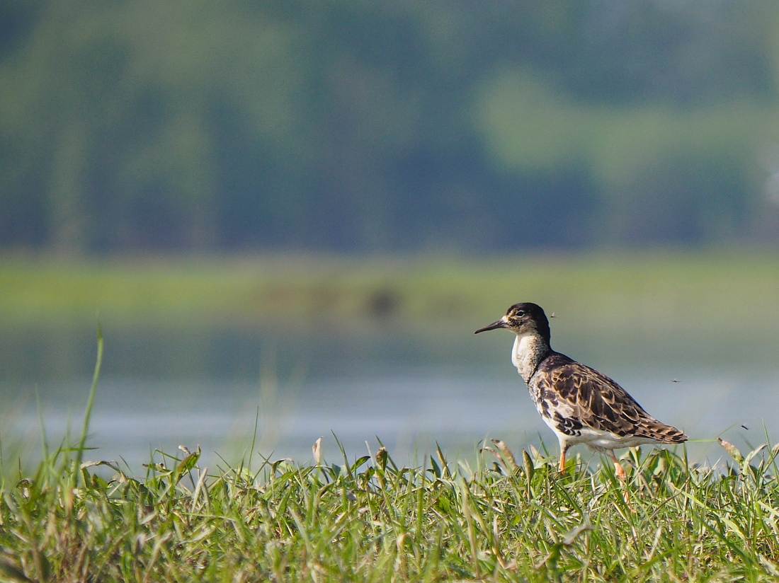 Nazwa:  P4290304_1.jpg
Wyświetleń: 194
Rozmiar:  447,5 KB