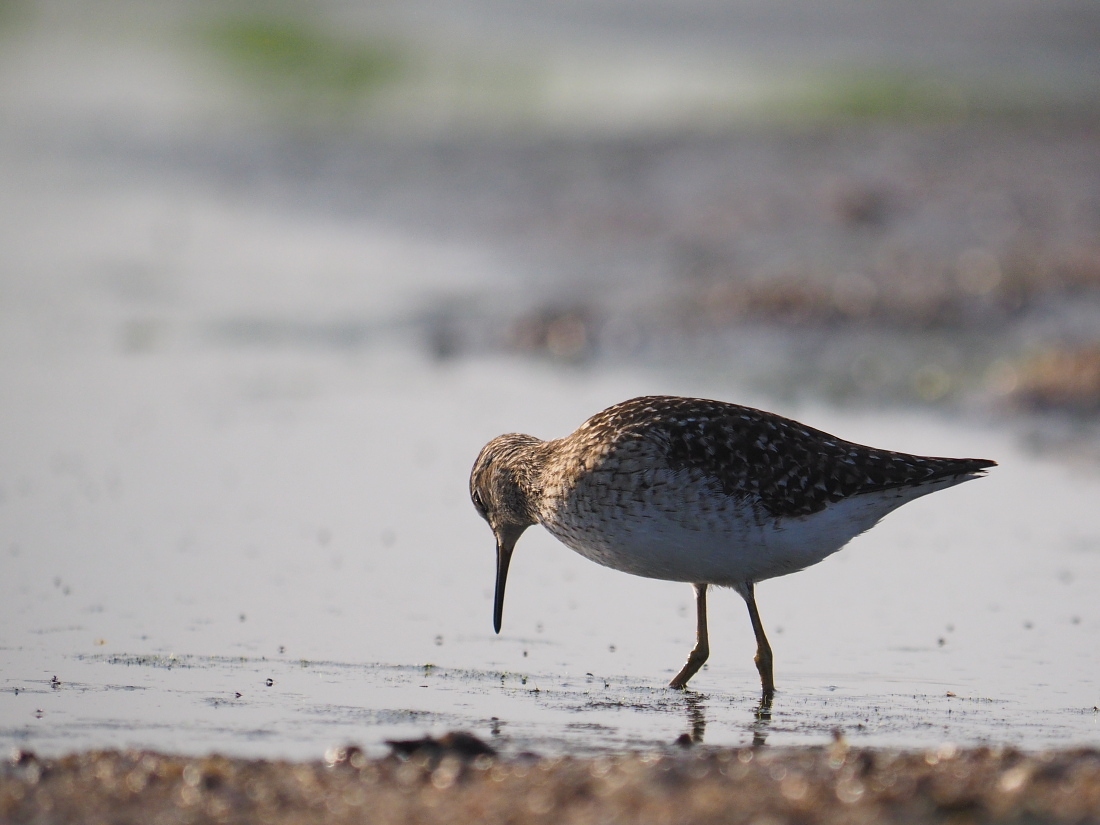 Nazwa:  P4290182_1.jpg
Wyświetleń: 196
Rozmiar:  300,3 KB