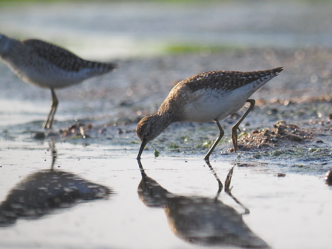 Nazwa:  P4290158_1.jpg
Wyświetleń: 200
Rozmiar:  362,9 KB