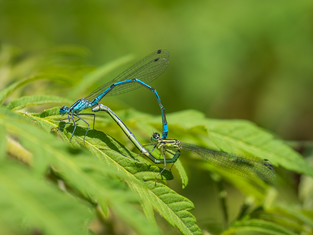 Nazwa:  P5110021.jpg
Wyświetleń: 164
Rozmiar:  602,9 KB