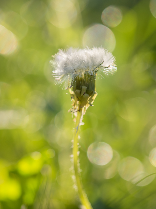 Nazwa:  P5110006.jpg
Wyświetleń: 166
Rozmiar:  264,5 KB