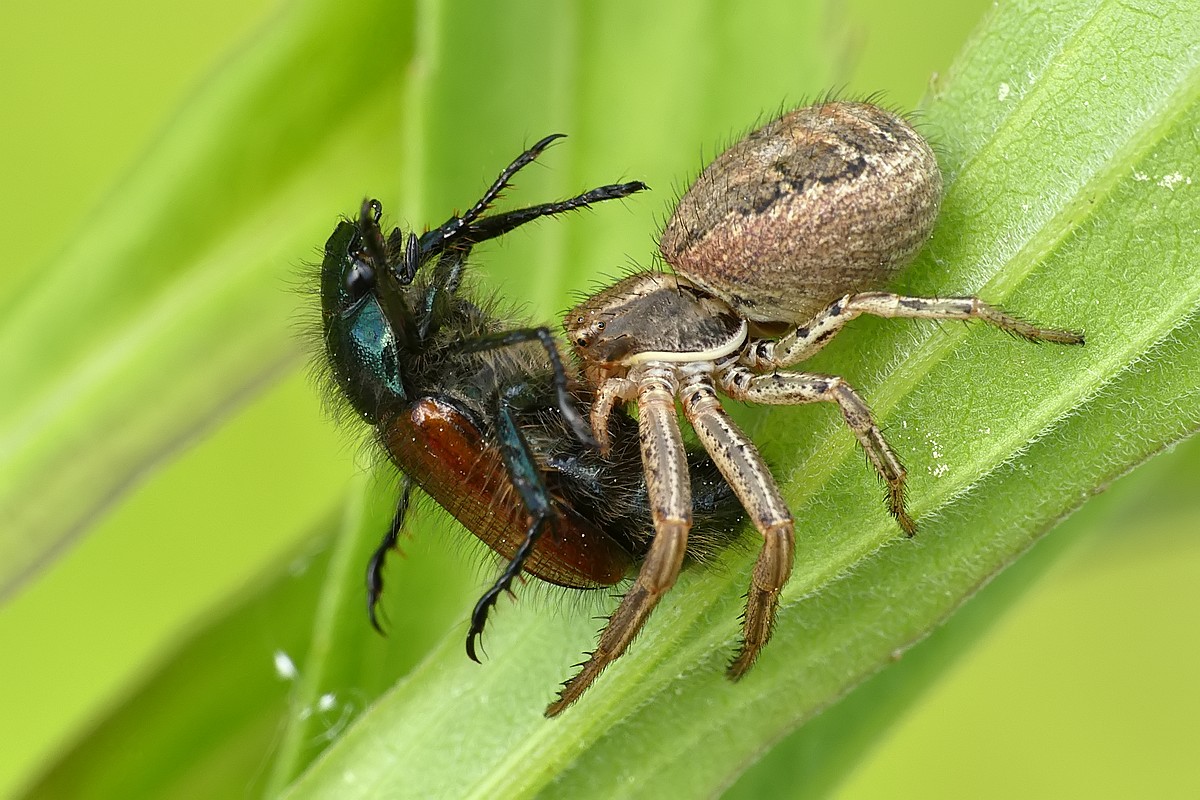 Nazwa:  bokochod83985cf.jpg
Wyświetleń: 101
Rozmiar:  242,1 KB