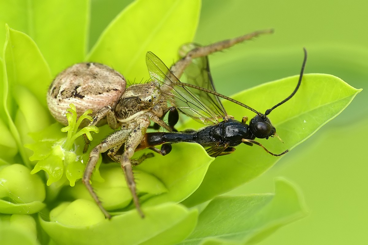 Nazwa:  bokochod85340cf.jpg
Wyświetleń: 166
Rozmiar:  171,8 KB
