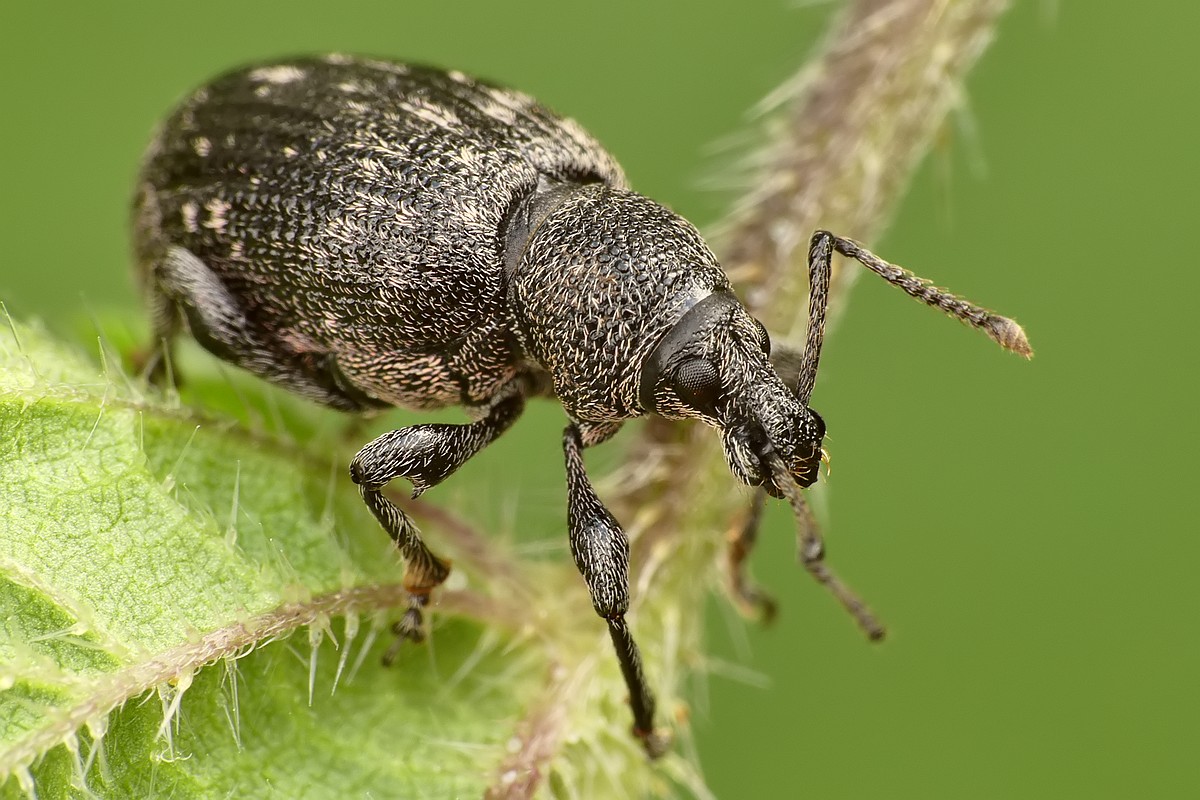 Nazwa:  ryjkowiec25164cf.jpg
Wyświetleń: 331
Rozmiar:  215,6 KB