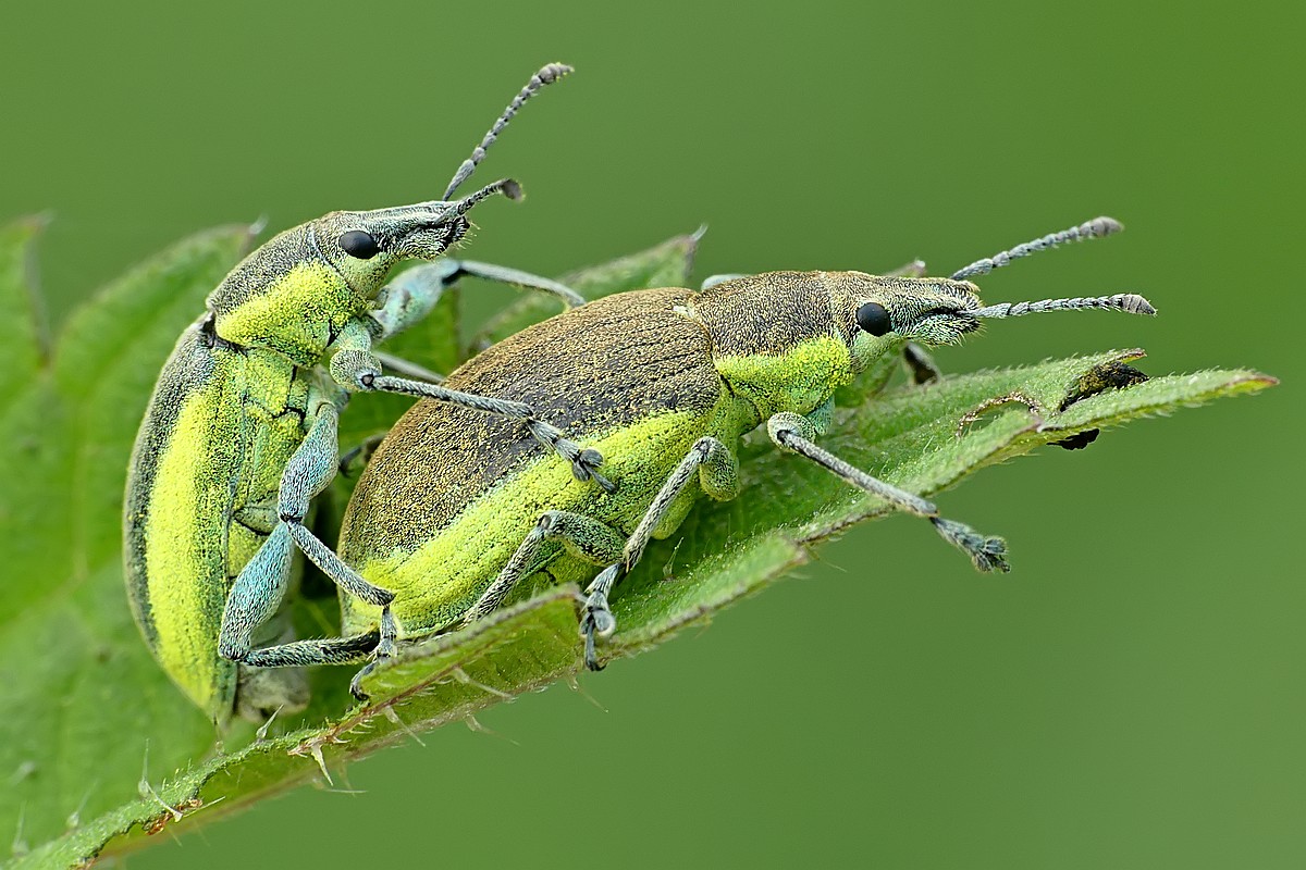 Nazwa:  zielenczaki91574cf.jpg
Wyświetleń: 292
Rozmiar:  232,1 KB