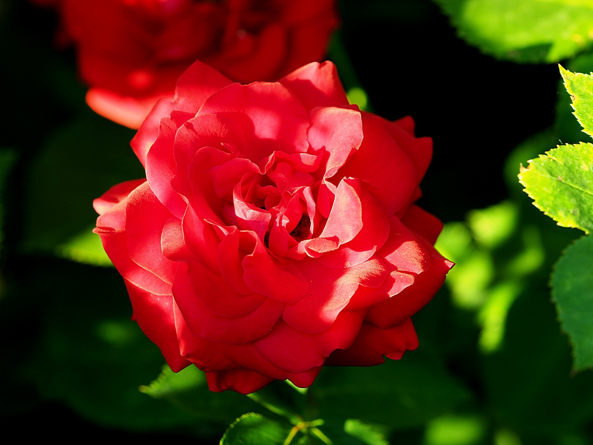 Kliknij obrazek, aby uzyskać większą wersję

Nazwa:	P6080050.JPG
Wyświetleń:	252
Rozmiar:	601,1 KB
ID:	201638