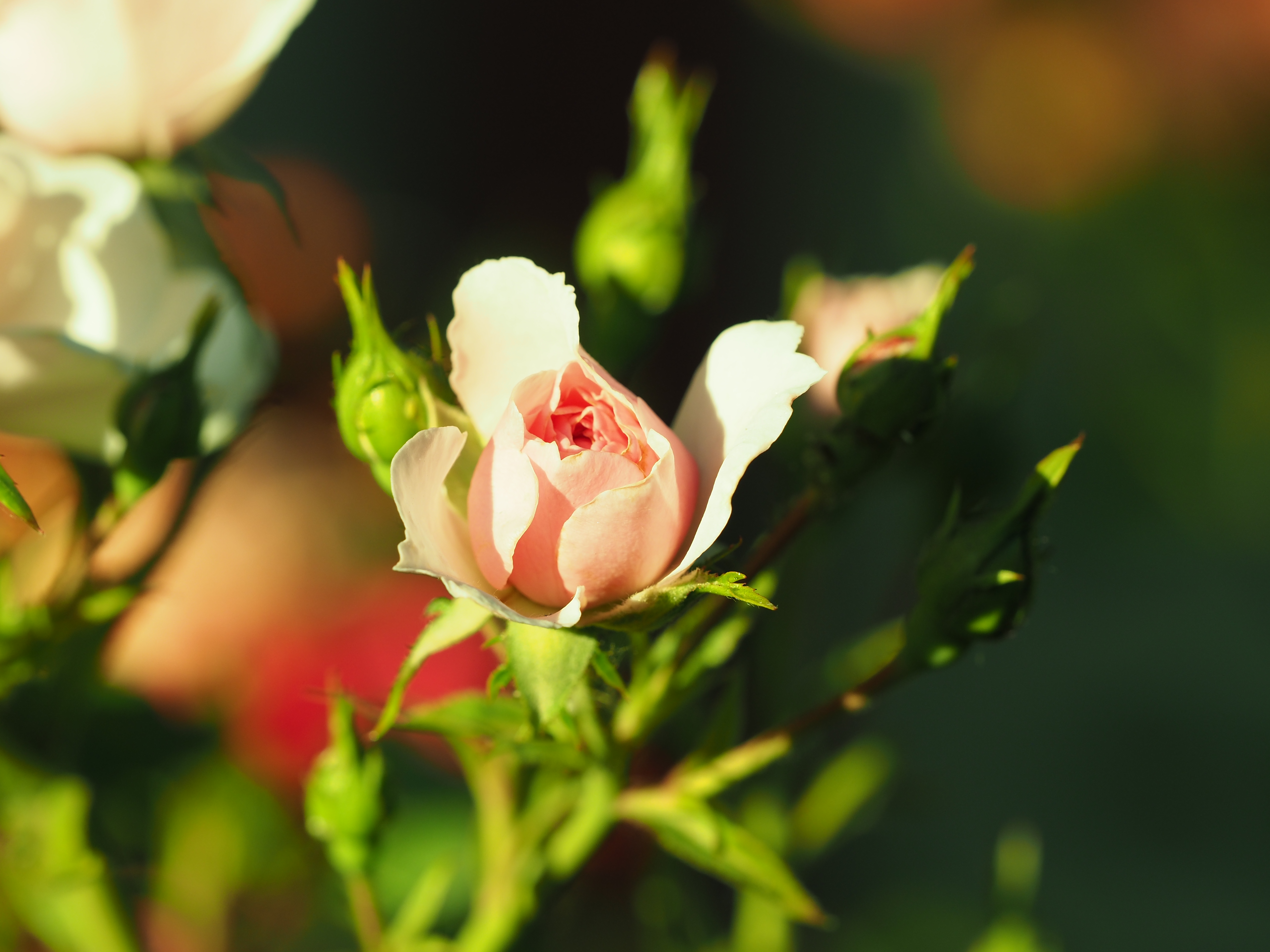 Kliknij obrazek, aby uzyskać większą wersję

Nazwa:	P6080053.JPG
Wyświetleń:	253
Rozmiar:	7,96 MB
ID:	201639