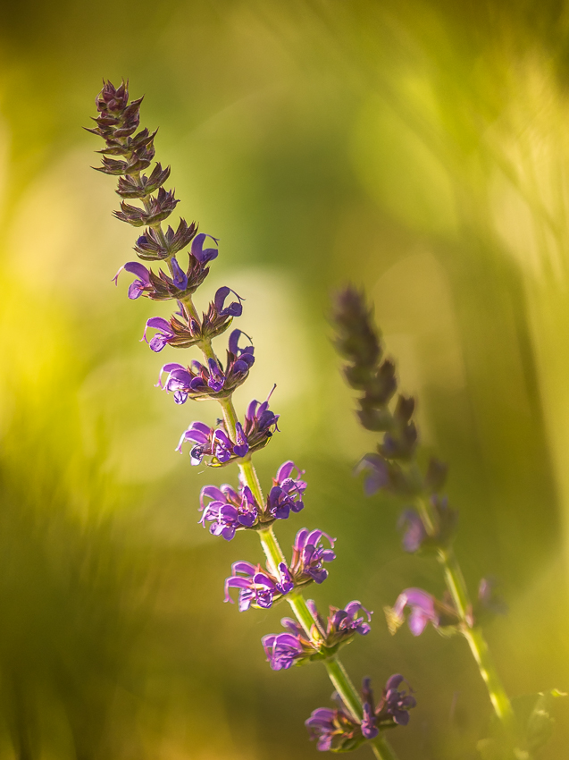 Nazwa:  P6080002.jpg
Wyświetleń: 157
Rozmiar:  361,1 KB