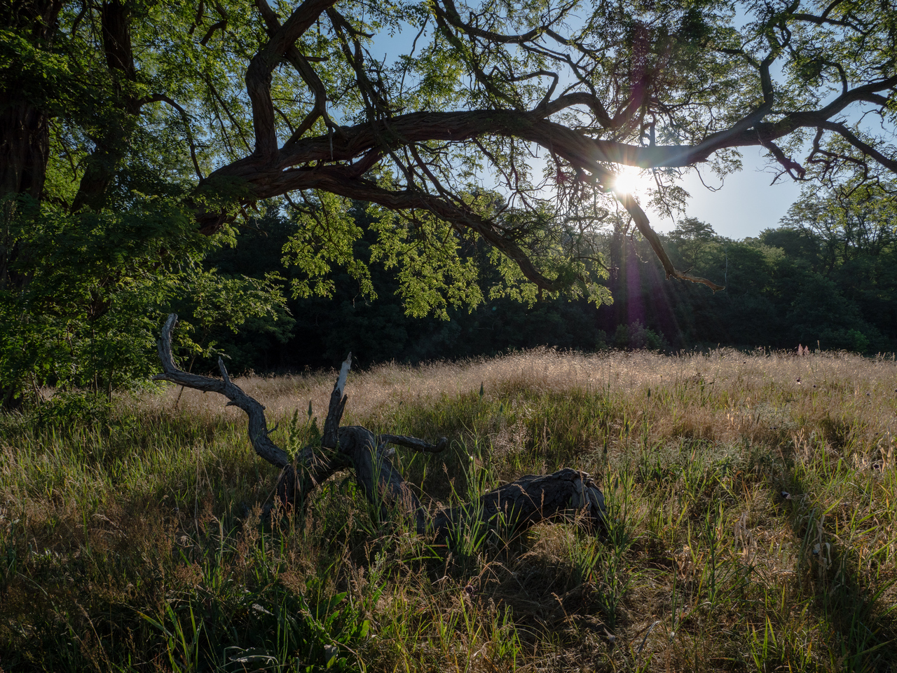 Nazwa:  P1011142m.jpg
Wyświetleń: 299
Rozmiar:  1,46 MB