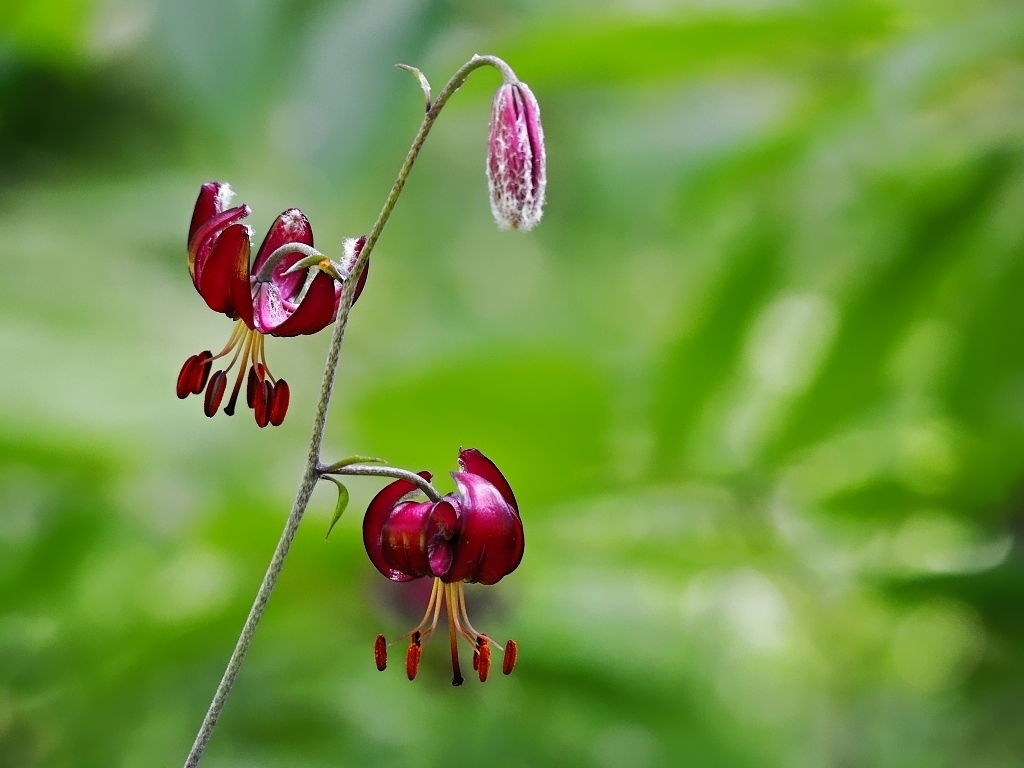 Nazwa:  P6220930.jpg
Wyświetleń: 128
Rozmiar:  399,8 KB