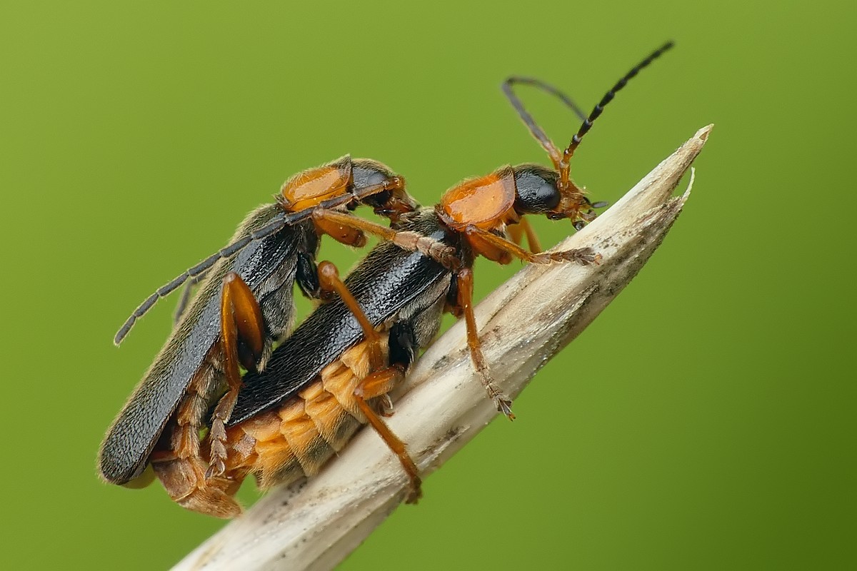 Nazwa:  omomilki36553cf.jpg
Wyświetleń: 126
Rozmiar:  164,6 KB