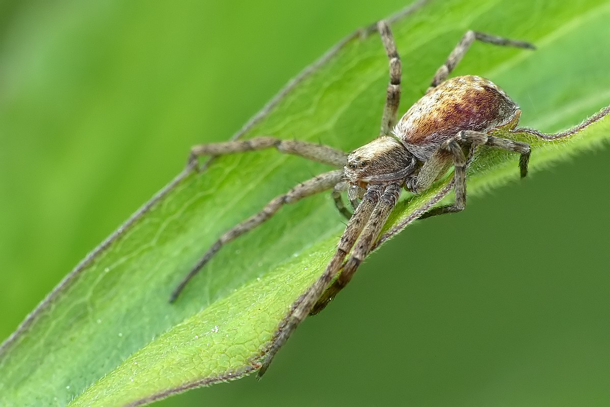 Nazwa:  slizgun08638cf.jpg
Wyświetleń: 250
Rozmiar:  178,1 KB