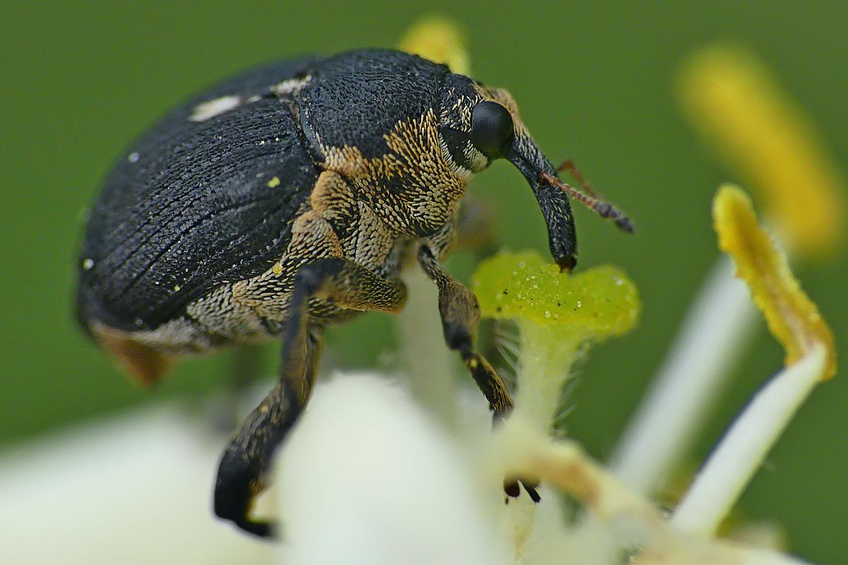 Nazwa:  chowacz08562cf.jpg
Wyświetleń: 242
Rozmiar:  119,0 KB