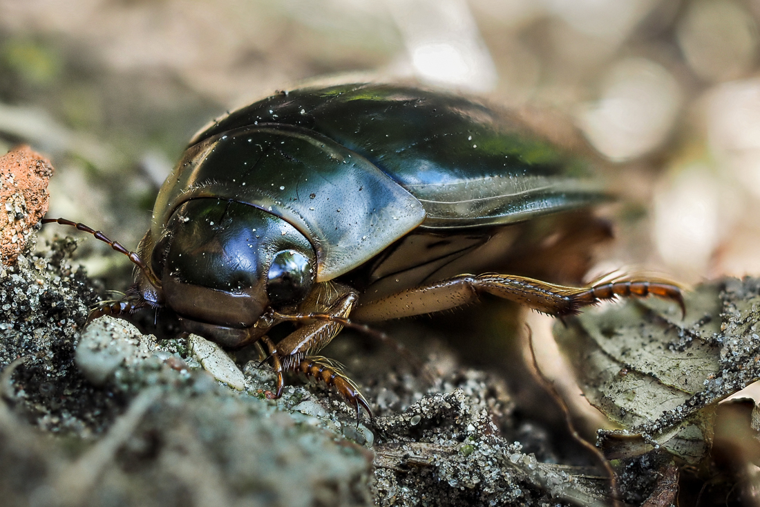 Nazwa:  P6270018-2.jpg
Wyświetleń: 208
Rozmiar:  719,5 KB