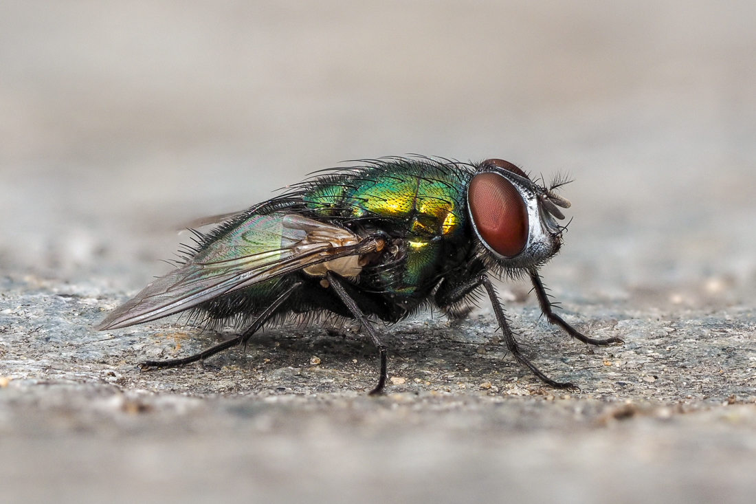 Nazwa:  P6280041.jpg
Wyświetleń: 207
Rozmiar:  593,9 KB