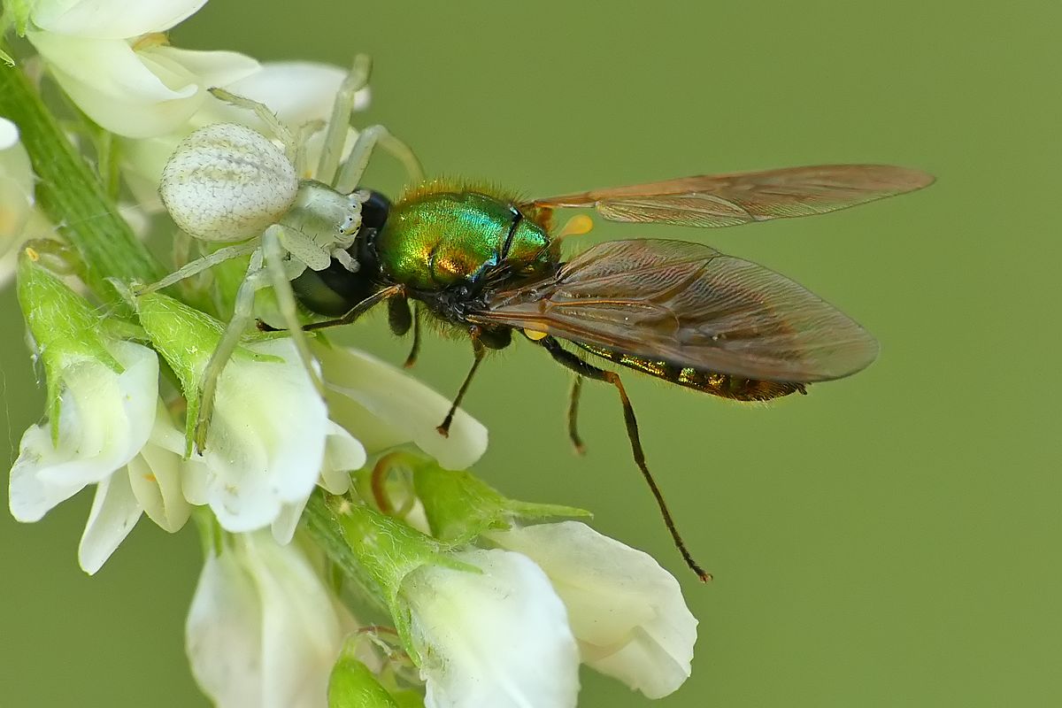 Nazwa:  kwietnik39444cf.jpg
Wyświetleń: 209
Rozmiar:  98,7 KB