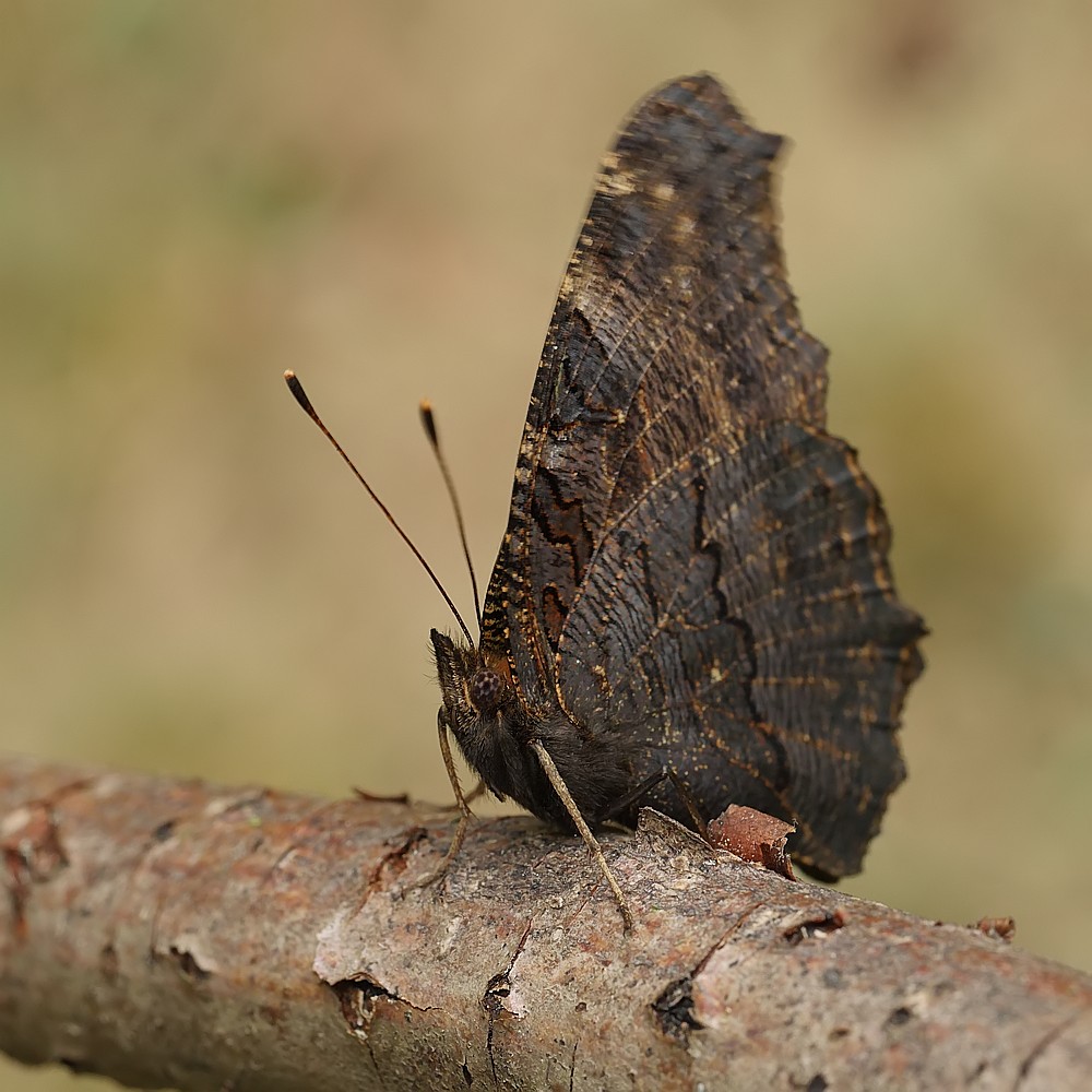 Nazwa:  rusalka15320gf.jpg
Wyświetleń: 161
Rozmiar:  171,3 KB