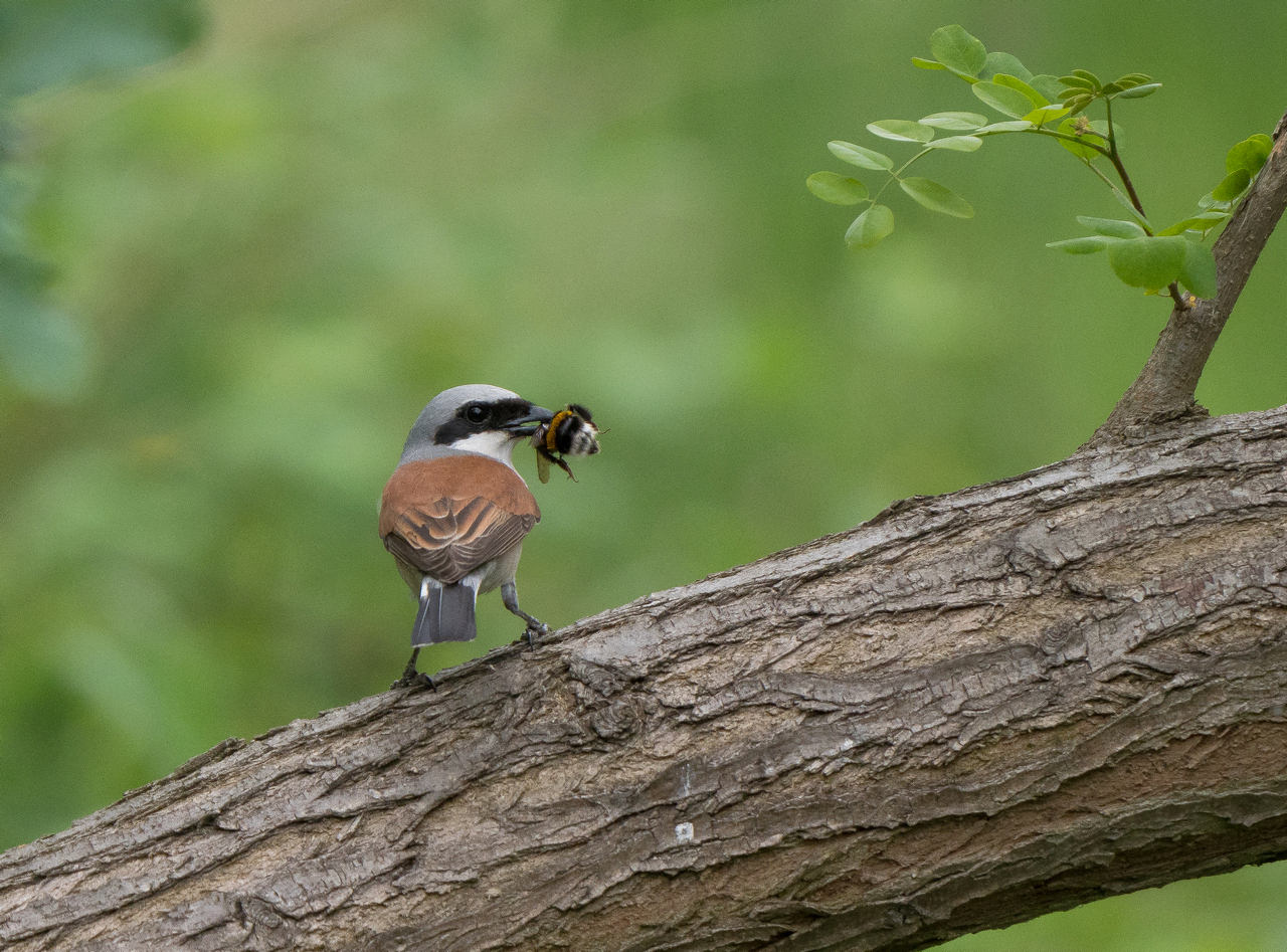 Nazwa:  P1048943.jpg
Wyświetleń: 645
Rozmiar:  902,4 KB