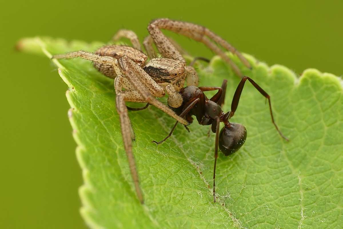 Nazwa:  bokochod40913cf.jpg
Wyświetleń: 182
Rozmiar:  173,3 KB