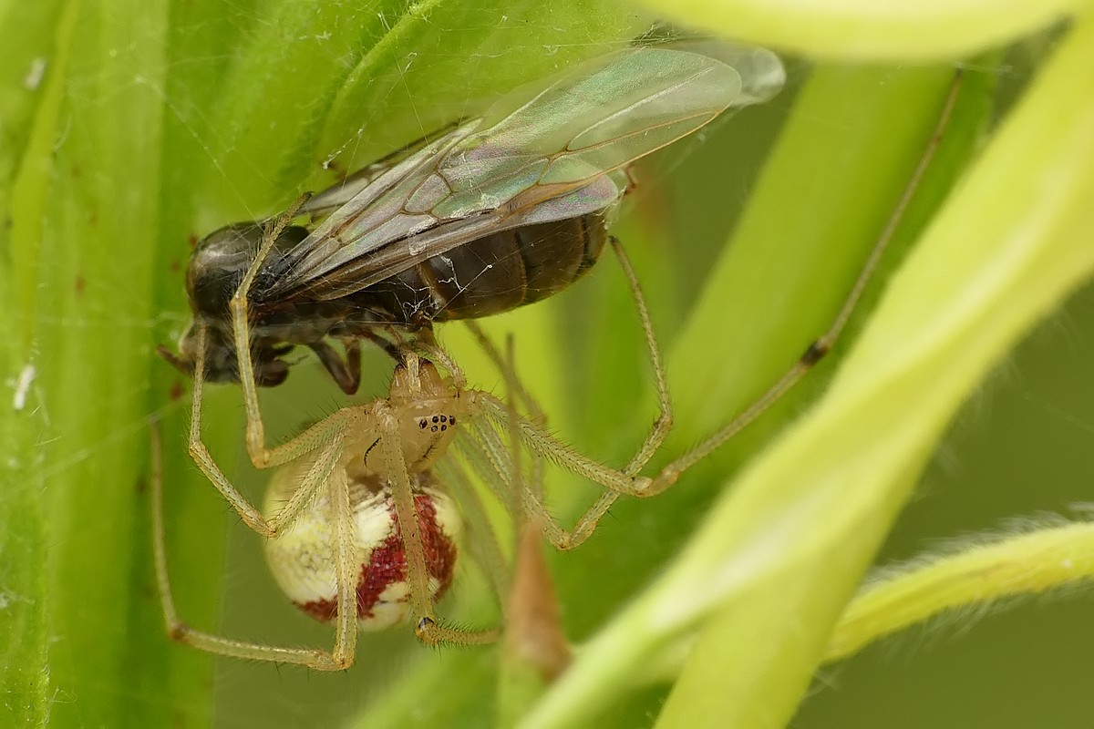 Nazwa:  zawijak42054cf.jpg
Wyświetleń: 179
Rozmiar:  166,2 KB