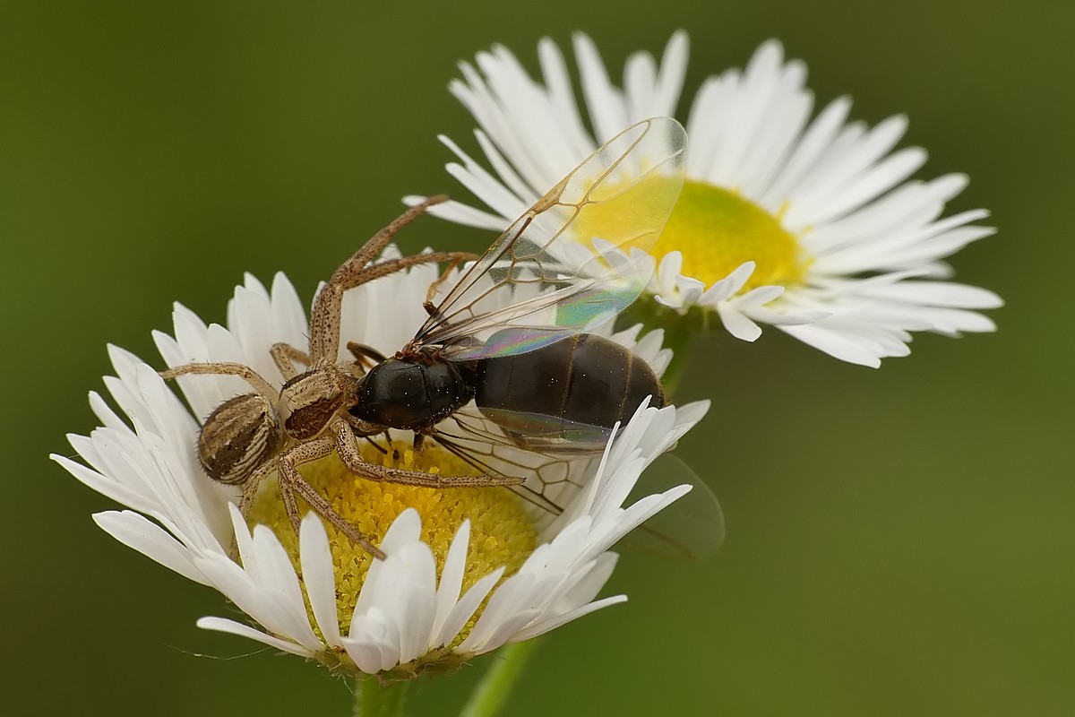 Nazwa:  bokochod42154cf.jpg
Wyświetleń: 168
Rozmiar:  142,3 KB