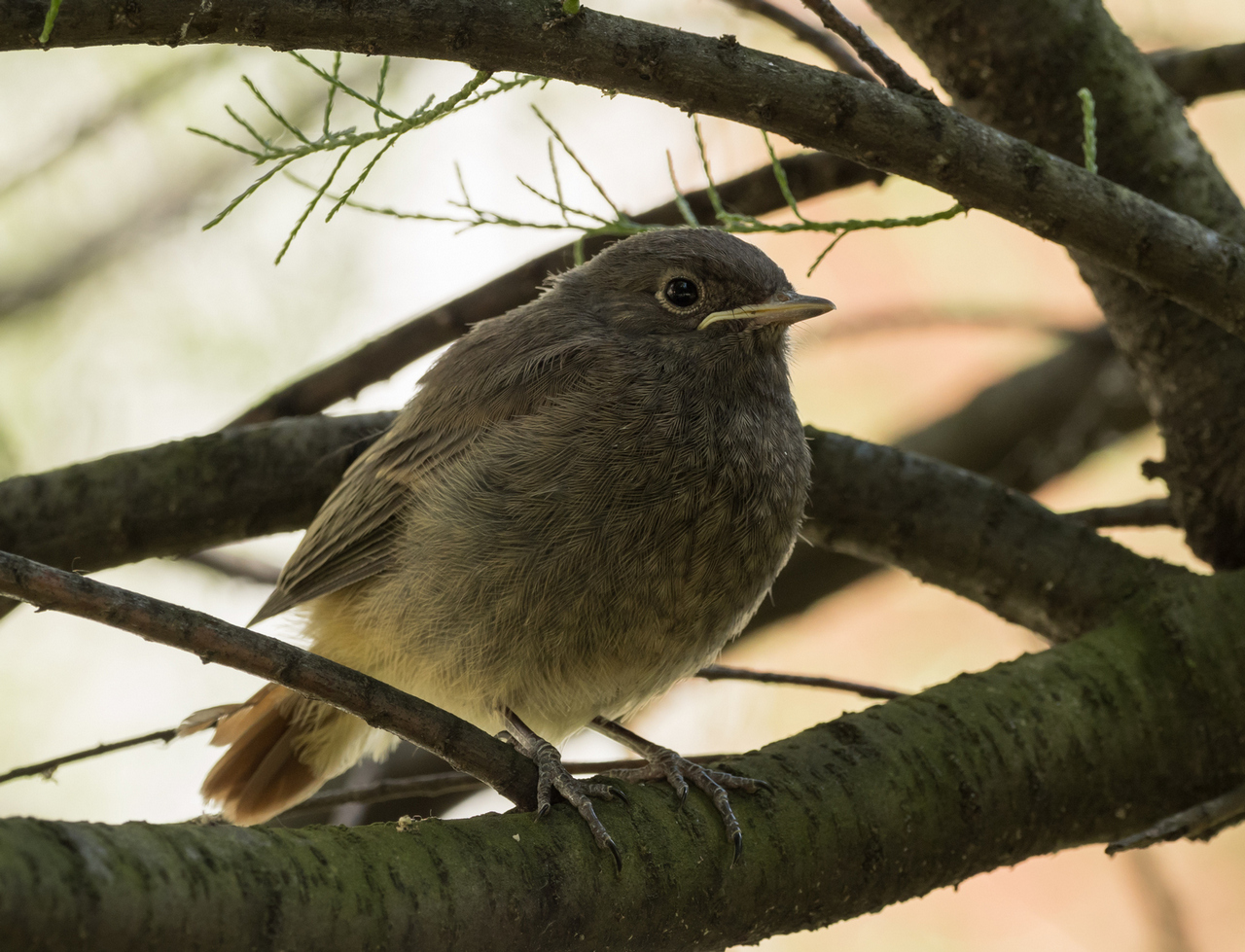 Nazwa:  P1049512.jpg
Wyświetleń: 591
Rozmiar:  700,6 KB