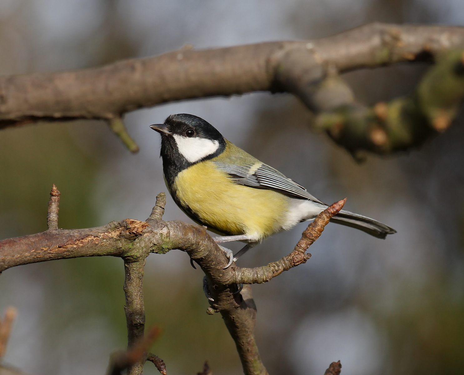 Nazwa:  P1180332.JPG
Wyświetleń: 513
Rozmiar:  697,7 KB