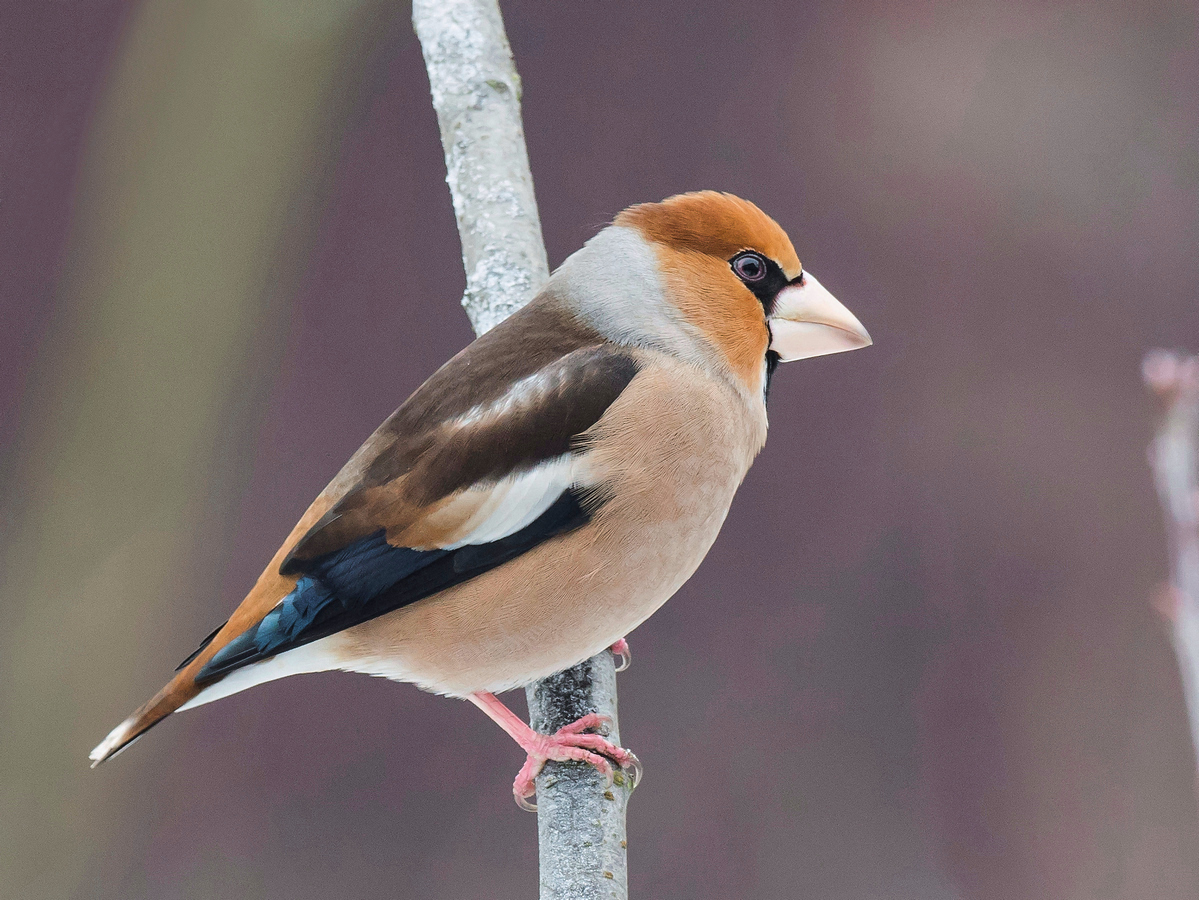 Nazwa:  P1190379 2.jpg
Wyświetleń: 507
Rozmiar:  654,4 KB