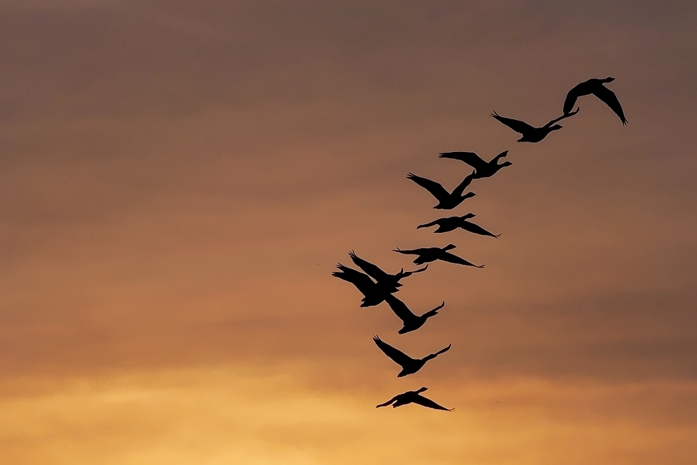 Nazwa:  P7210954k.jpg
Wyświetleń: 125
Rozmiar:  300,0 KB